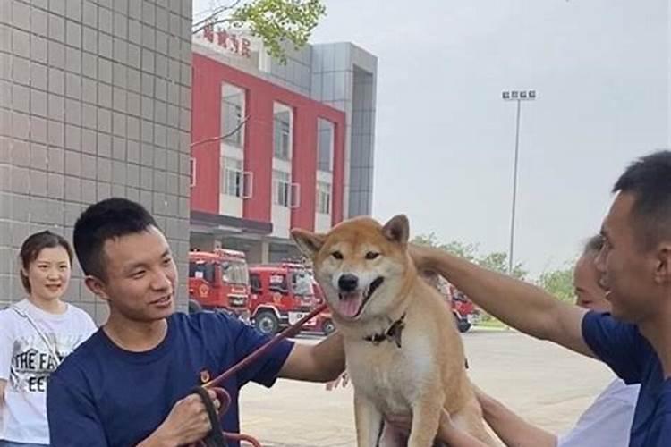 梦见发大水被救了的预兆
