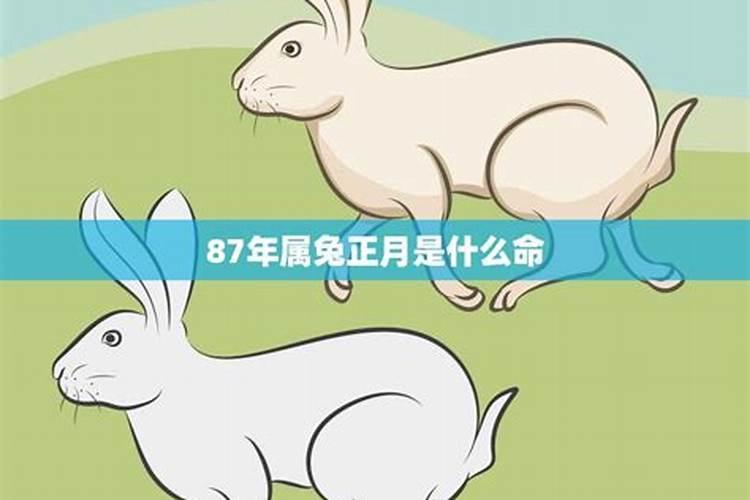 属羊的人和属什么的最合适