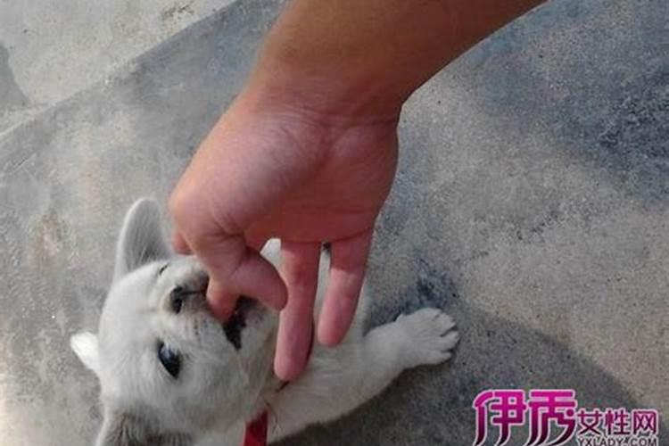 梦见狗狗很听自己的话的预兆