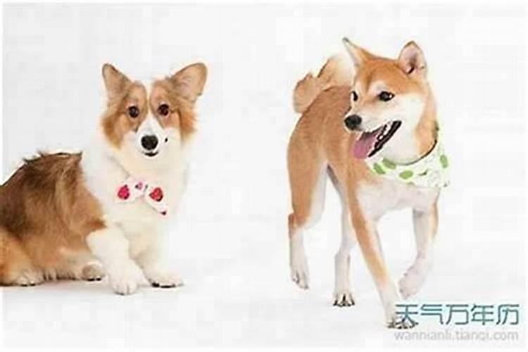 男属狗女属虎适合做夫妻吗