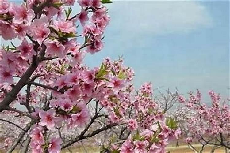 八字预测中,正桃花与烂桃花的具体区别,你此生会遇到桃花吗？