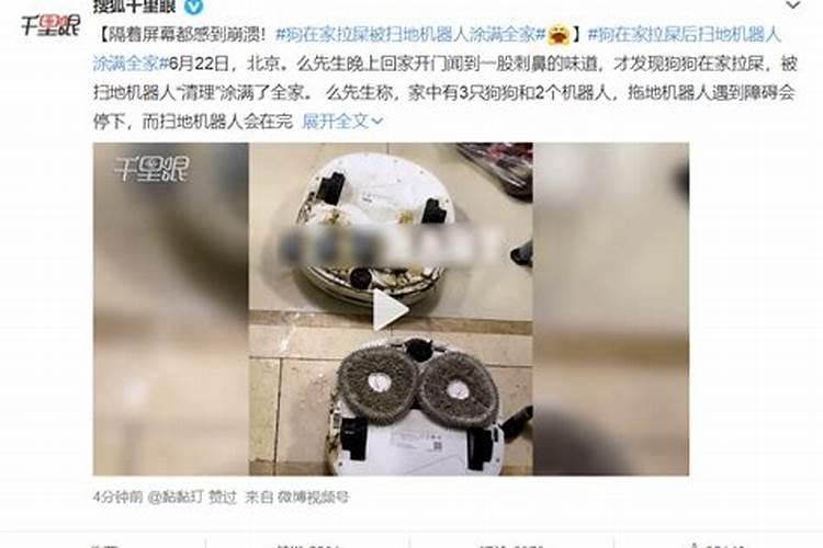 狗在家门口拉屎在风水中的说法