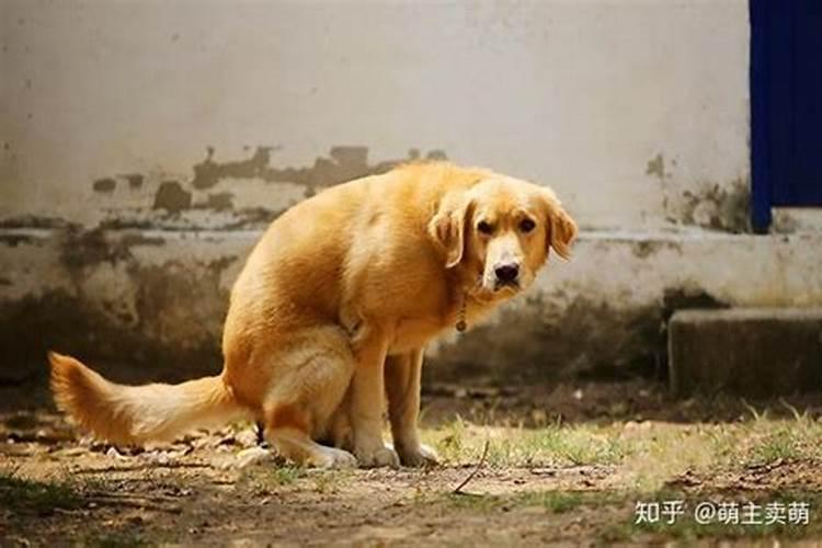 别人家的狗到我家门口拉大便,风水学有什么解释？