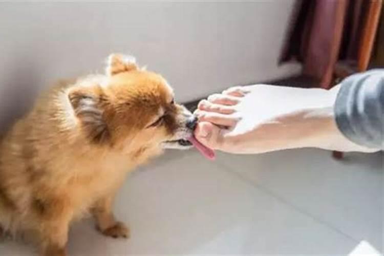 梦见狗舔本人很亲近
