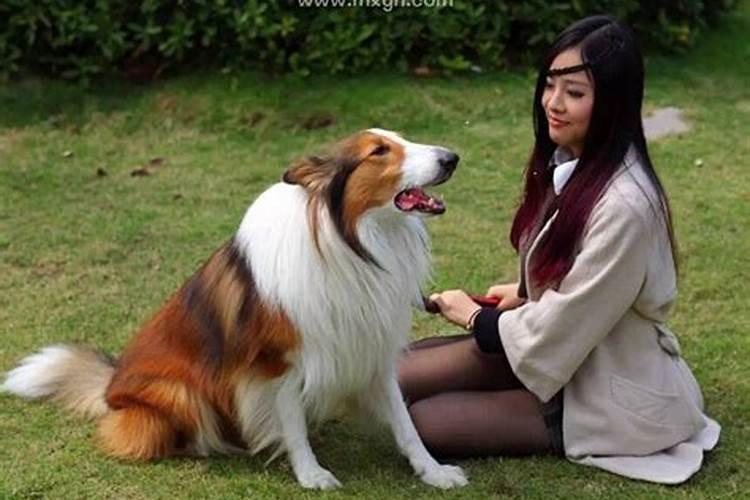 梦见狗缠着自己甩不掉的预兆