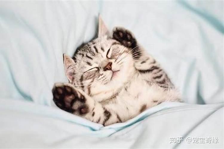 猫咪在睡觉的时候会做梦吗？拜托各位了3Q