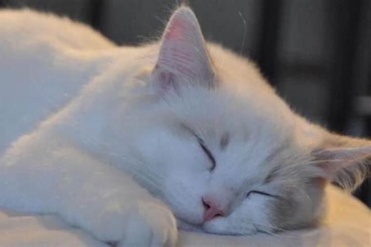 猫咪睡觉时会像人一样做梦吗？