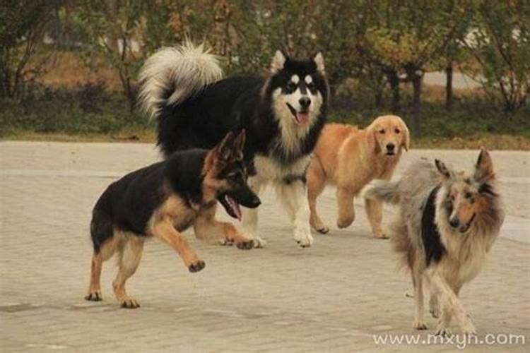 2020年属鼠是什么命2020年属鼠是金命还是土命