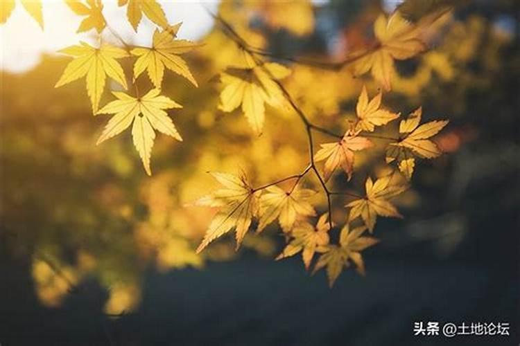 2025年最不顺的生肖 属太岁