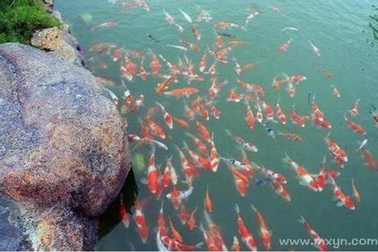梦见掉鱼塘里的预兆