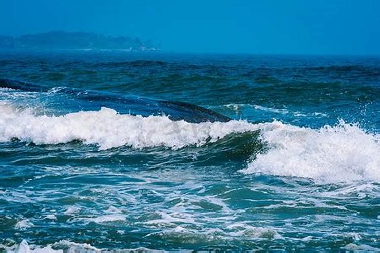 梦见大海水浪滚滚而来