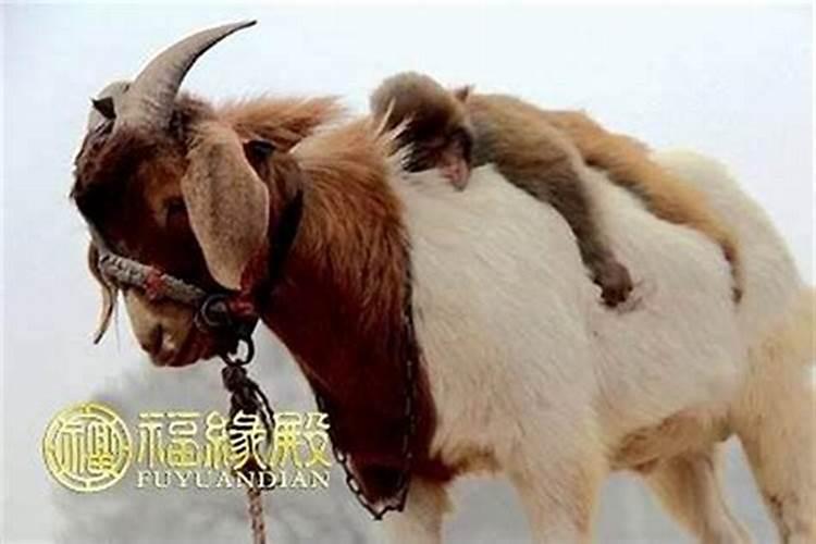 属羊的和属猴的配吗 属羊的和属猴的结婚好不好