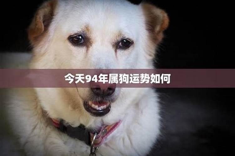2025年5月15日属狗人运势