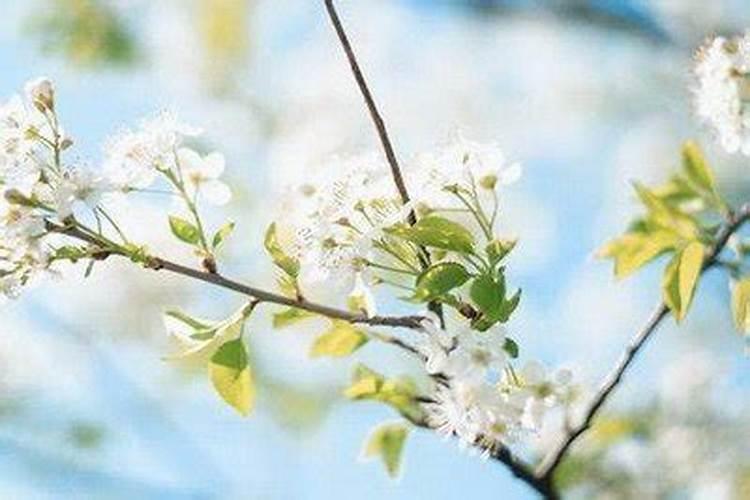 属鸡人在清明节当天什么时辰出生好？