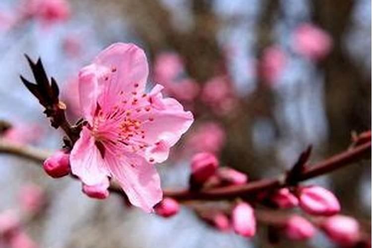 桃花旺是什么意思