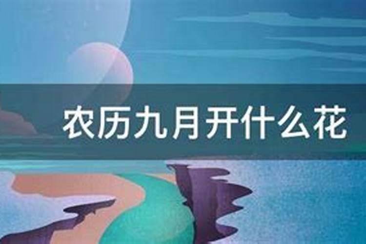 农历九月初九生日,是什么花语
