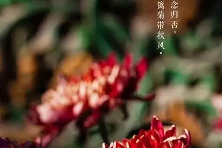 九日重阳节,开门有菊花(菊花优美诗词九首)