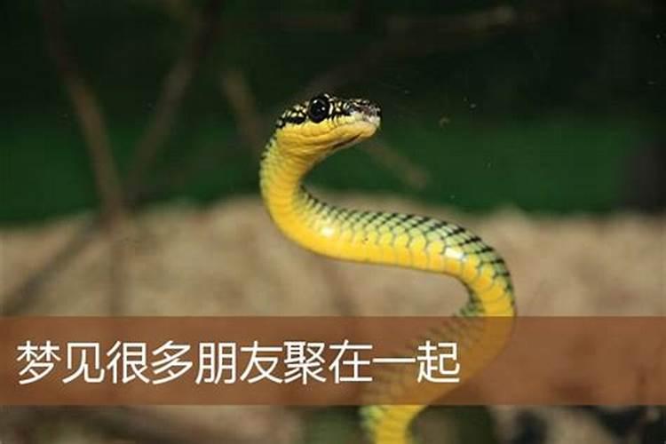 梦见密密麻麻的鸟是什么意思