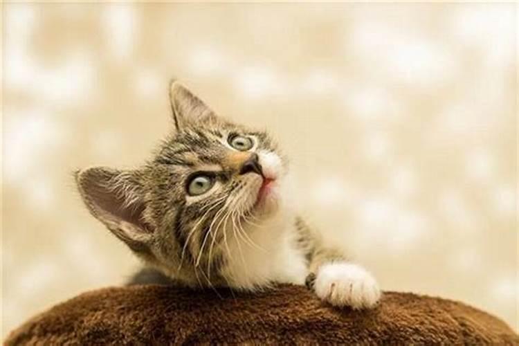 梦见猫是什么意思周公解梦