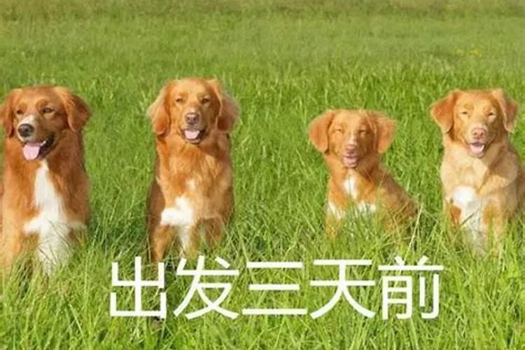 梦见发洪水是什么意思 做梦梦到发洪水的预兆