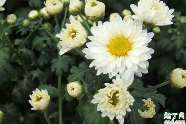 2021寒衣节买了鲜花还能烧纸吗寒衣节祭奠先人选择什么鲜花呢百度知 ...