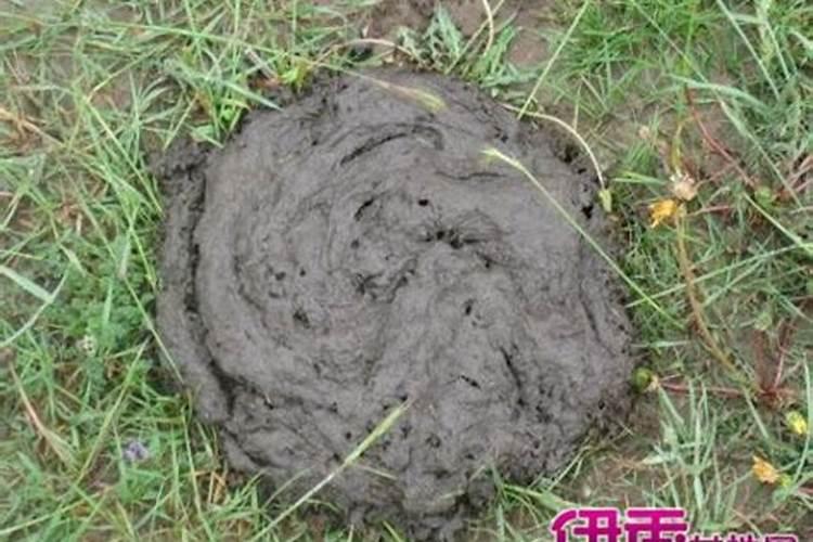 梦见自己右手沾了牛粪是怎么回事