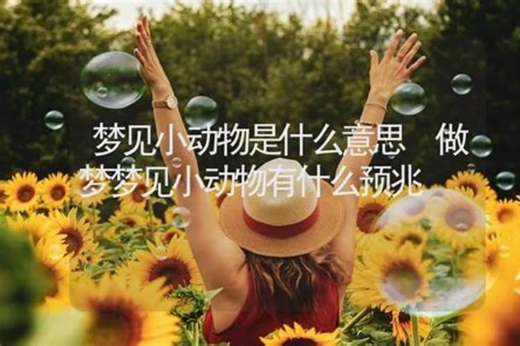 梦见收养的小兔子变成小女孩