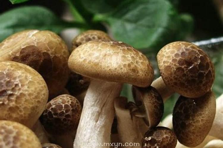 梦见捡蘑菇是什么预兆