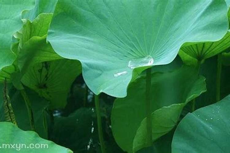 梦到大水漫路预示着什么