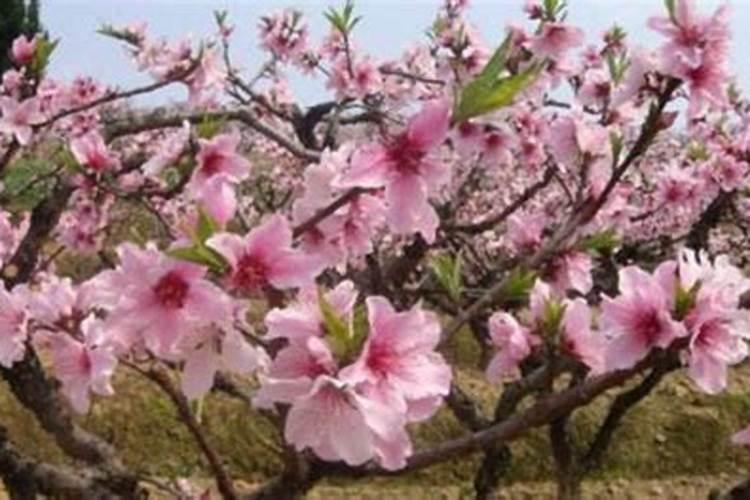 本命年不办婚礼能领证本命年可以领证登记吗