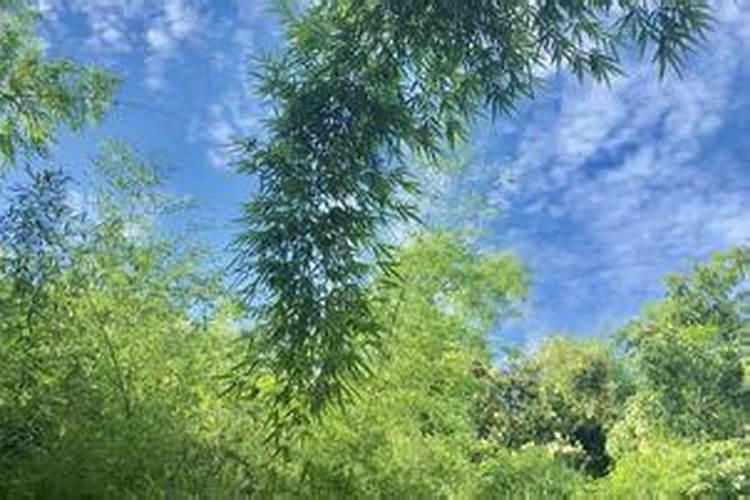 元宵节生的孩子取名元宵节出生的女孩名字