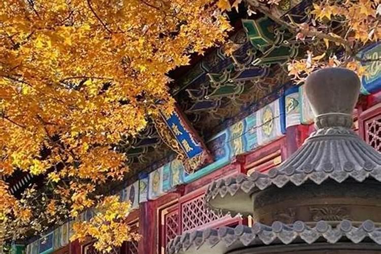 2025年属什么生肖2025年属哪个生肖