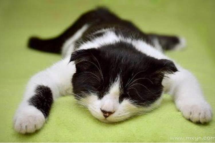 梦到死猫是什么意思 梦到死猫的意思是什么
