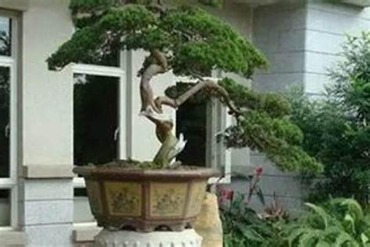 班级门口放什么绿植招财 班级门口放哪些绿植招财