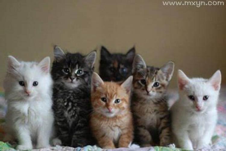 梦见猫爬在自己身上的预兆
