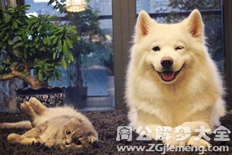 梦见叔叔穿新鞋的预兆