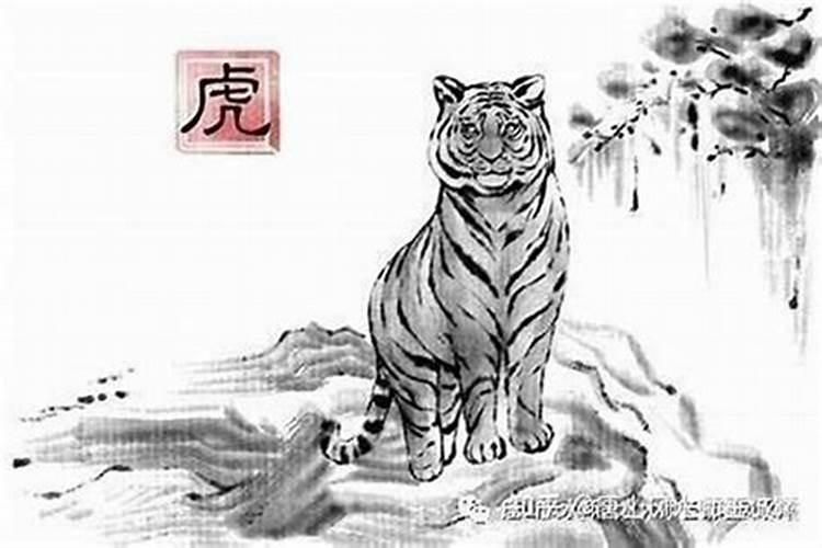 为什么属虎的女人婚姻不顺