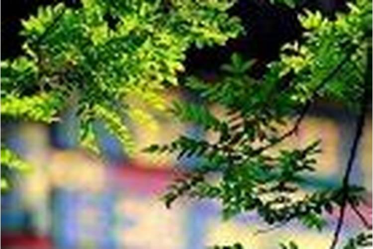 2024年猪犯太岁吗 犯太岁的化解方法
