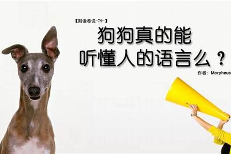 梦见一只听自己话的狗的预兆