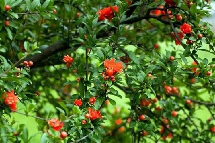 结子石榴催桃花？