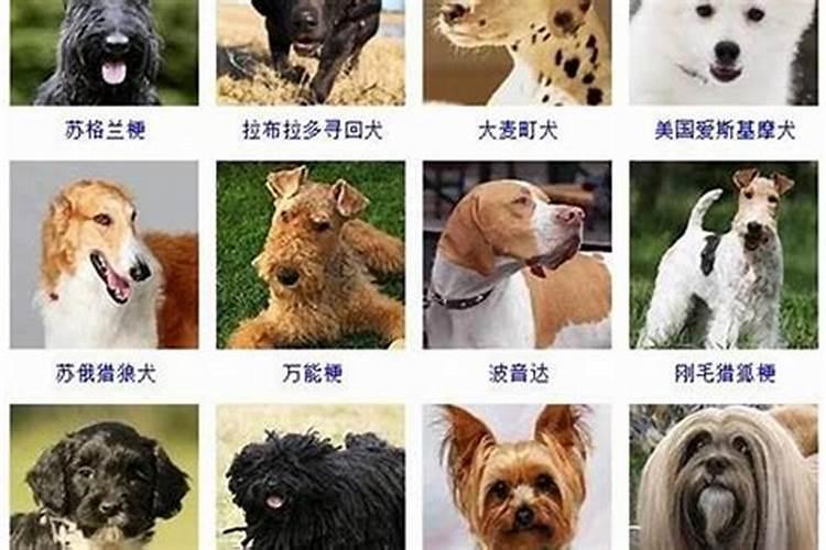 好听高贵的宠物狗名字483个