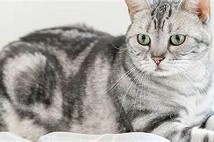 梦见猫在对我说话是什么意思啊？