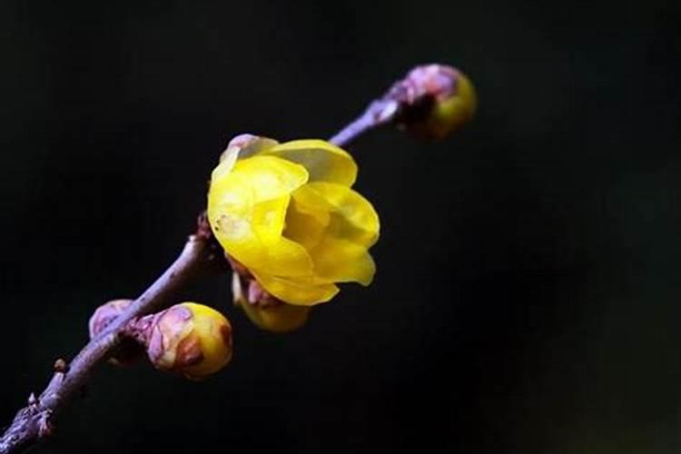 生肖冲太岁都会有凶星大耗吗,鼠年冲太岁怎么化解