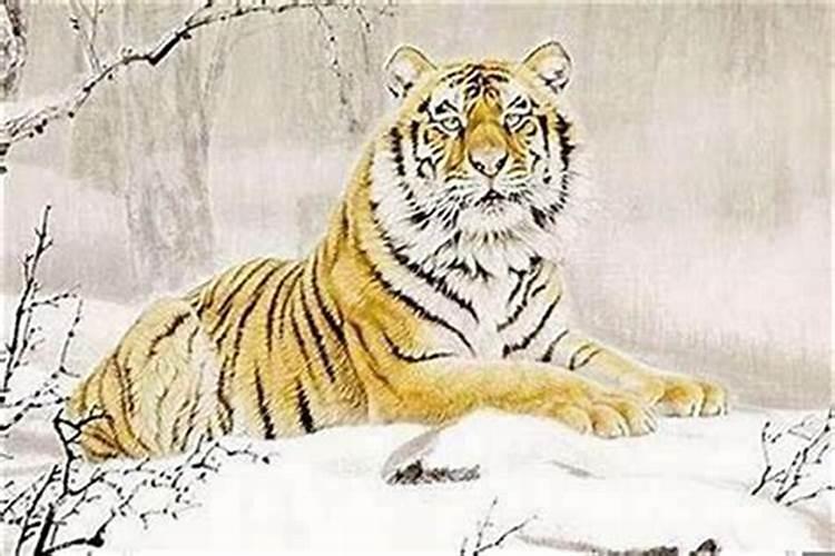生肖猪1995年2025年运势如何 生肖猪1995年2025年全年运势