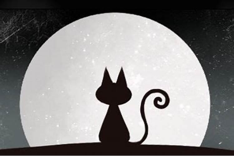 梦见猫死了还流血是什么意思？