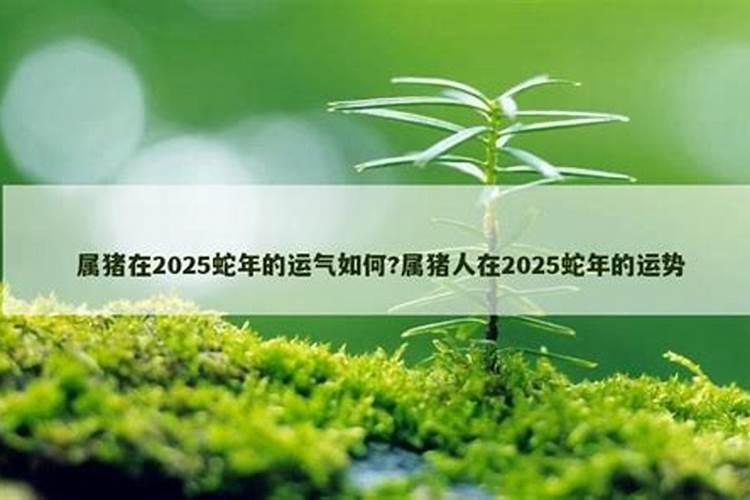 属猪人遇蛇年2025