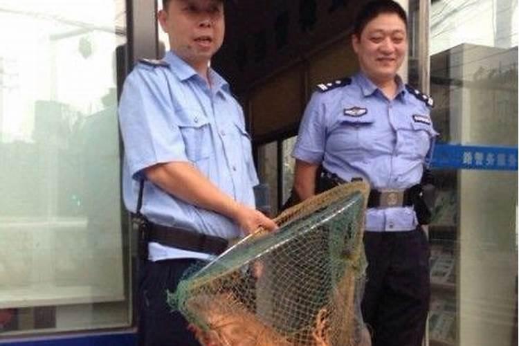 蜥蜴进家风水好不好