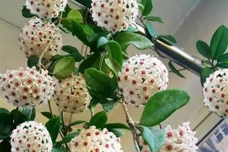 梦见球的预兆