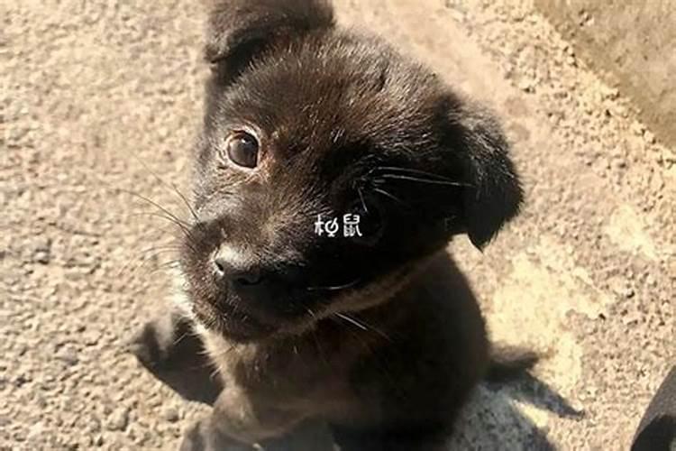 梦见黑狗是什么预兆 梦见黑狗是什么意思