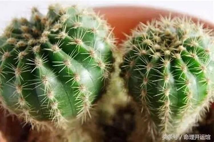梦见上厕所小便